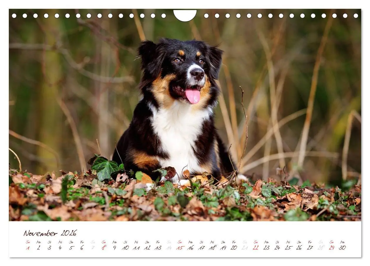 Bild: 9783516199420 | Wunderbare Australian Shepherds (Wandkalender 2026 DIN A4 quer),...