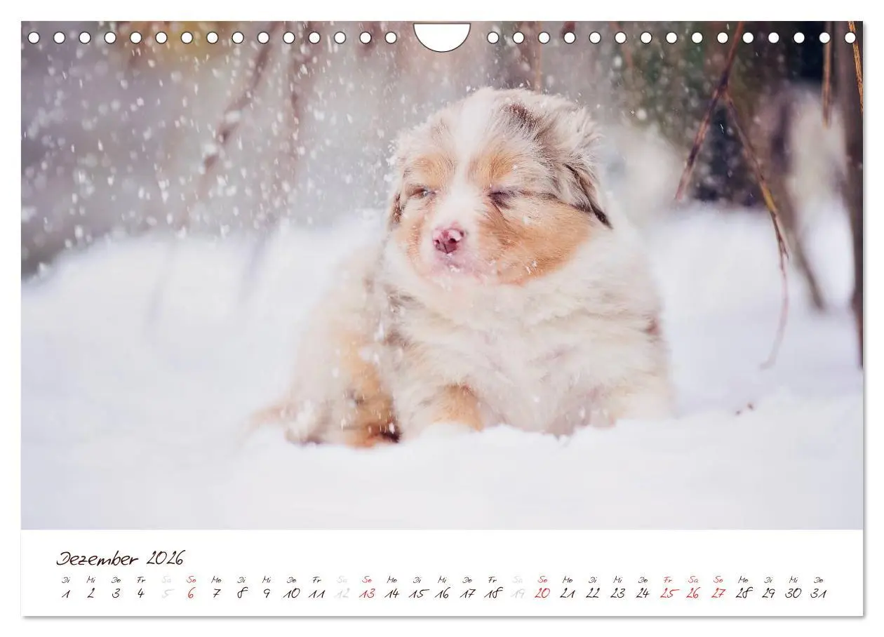 Bild: 9783516199420 | Wunderbare Australian Shepherds (Wandkalender 2026 DIN A4 quer),...