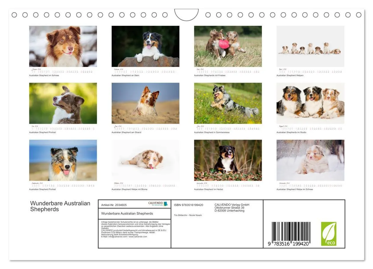Bild: 9783516199420 | Wunderbare Australian Shepherds (Wandkalender 2026 DIN A4 quer),...