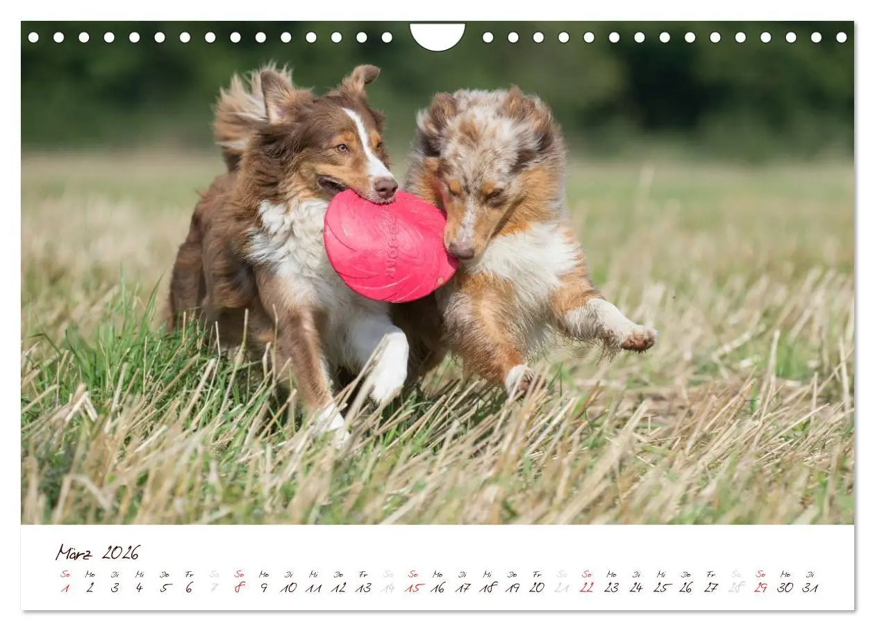 Bild: 9783516199420 | Wunderbare Australian Shepherds (Wandkalender 2026 DIN A4 quer),...