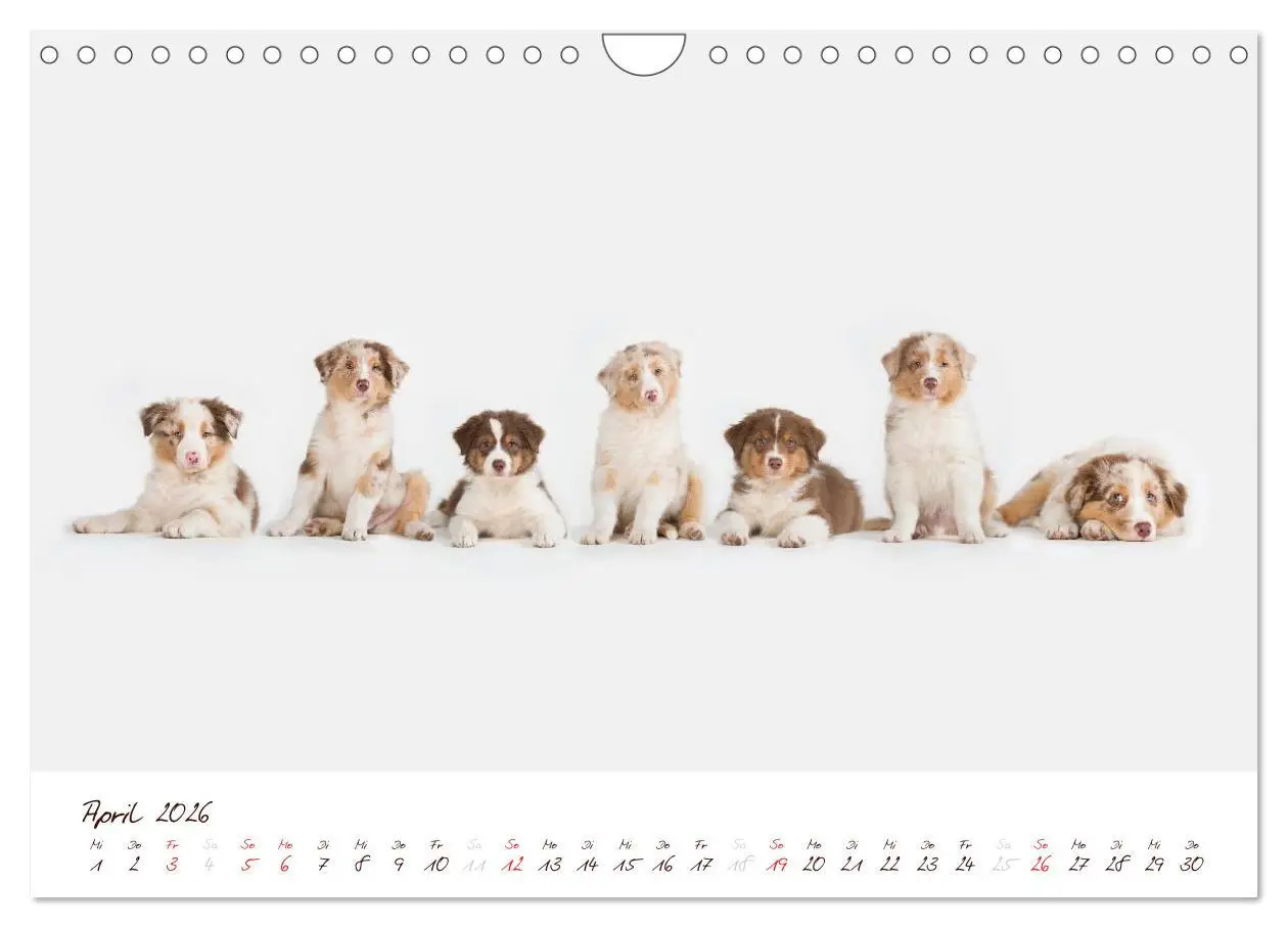 Bild: 9783516199420 | Wunderbare Australian Shepherds (Wandkalender 2026 DIN A4 quer),...