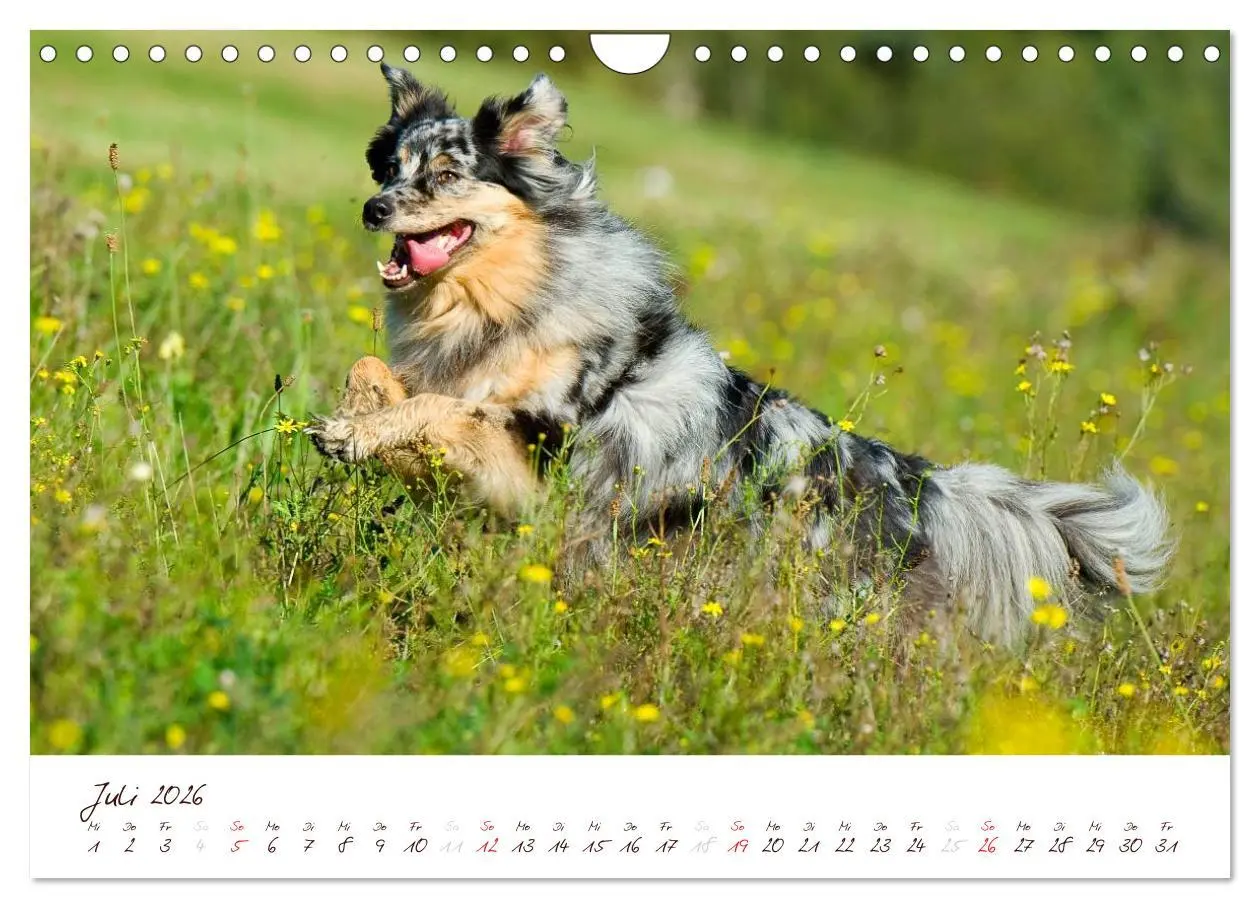 Bild: 9783516199420 | Wunderbare Australian Shepherds (Wandkalender 2026 DIN A4 quer),...