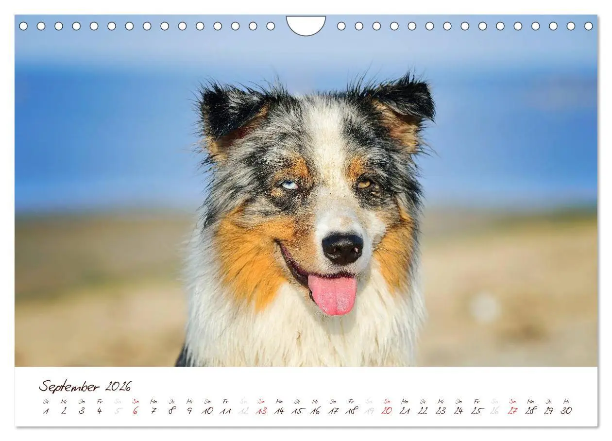 Bild: 9783516199420 | Wunderbare Australian Shepherds (Wandkalender 2026 DIN A4 quer),...