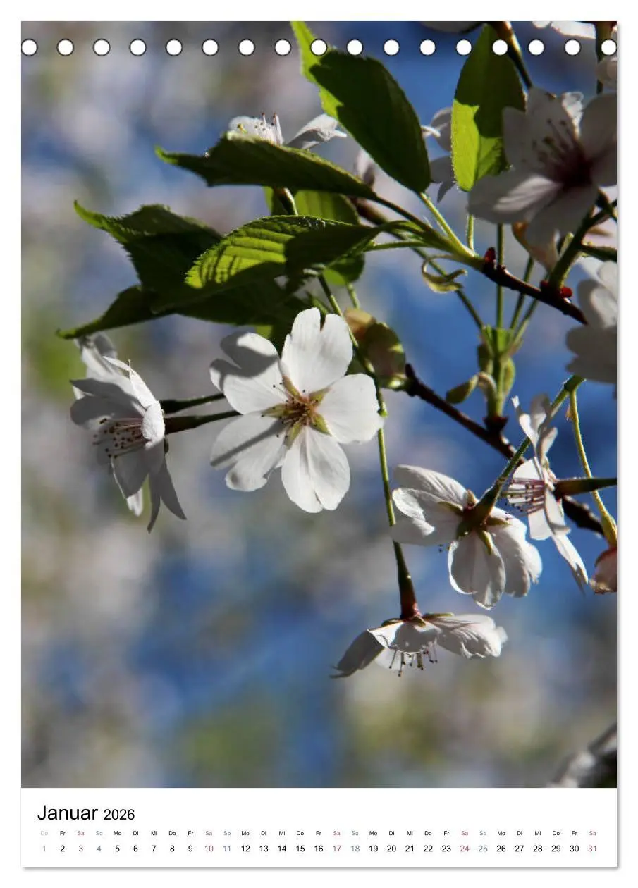 Bild: 9783516409420 | Japan - Kirschblüten (Tischkalender 2026 DIN A5 hoch), CALVENDO...