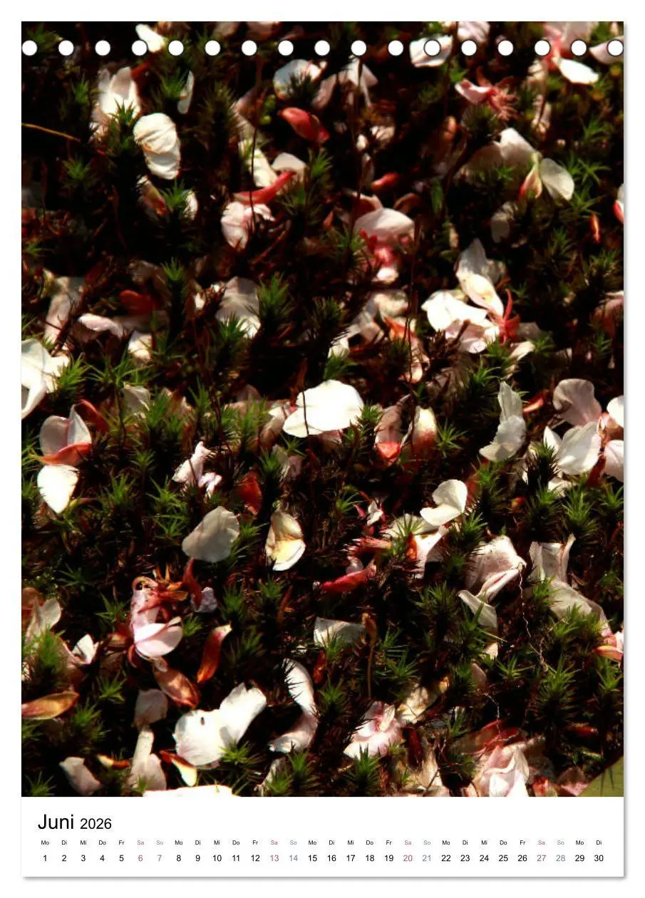 Bild: 9783516409420 | Japan - Kirschblüten (Tischkalender 2026 DIN A5 hoch), CALVENDO...