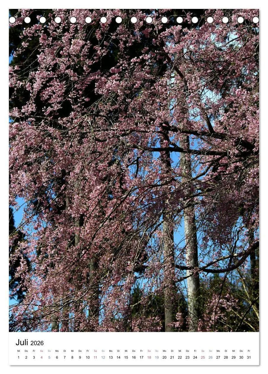 Bild: 9783516409420 | Japan - Kirschblüten (Tischkalender 2026 DIN A5 hoch), CALVENDO...