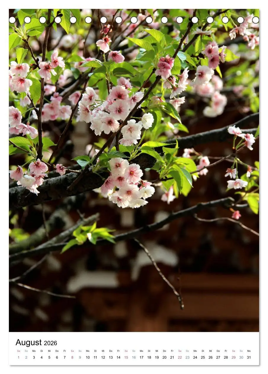 Bild: 9783516409420 | Japan - Kirschblüten (Tischkalender 2026 DIN A5 hoch), CALVENDO...