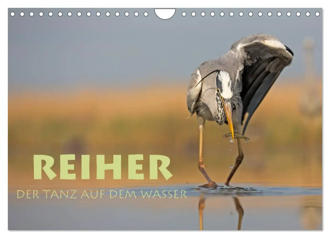 Cover: 9783516019520 | Reiher - Der Tanz auf dem Wasser (Wandkalender 2026 DIN A4 quer),...