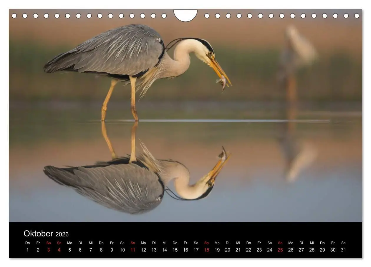 Bild: 9783516019520 | Reiher - Der Tanz auf dem Wasser (Wandkalender 2026 DIN A4 quer),...
