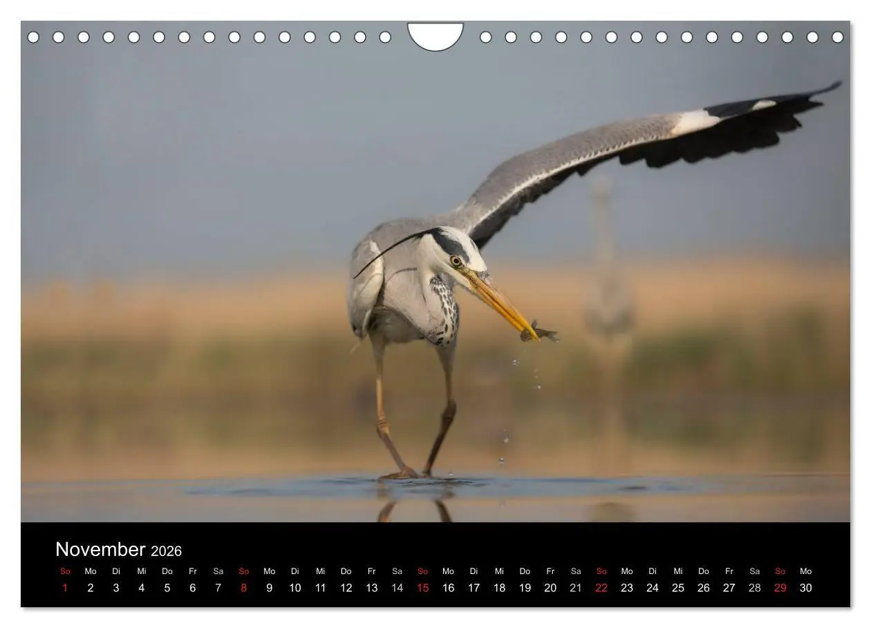 Bild: 9783516019520 | Reiher - Der Tanz auf dem Wasser (Wandkalender 2026 DIN A4 quer),...
