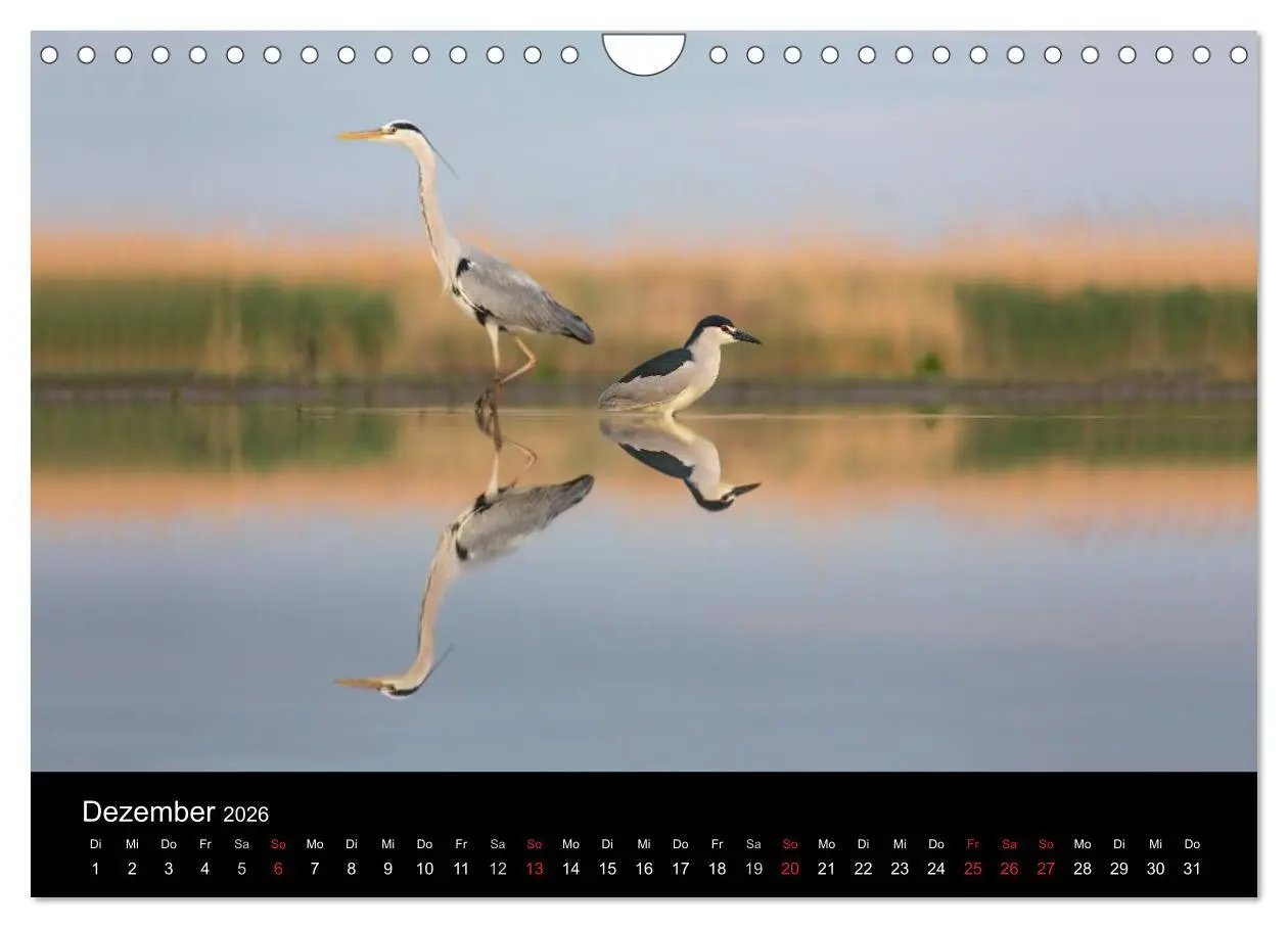 Bild: 9783516019520 | Reiher - Der Tanz auf dem Wasser (Wandkalender 2026 DIN A4 quer),...