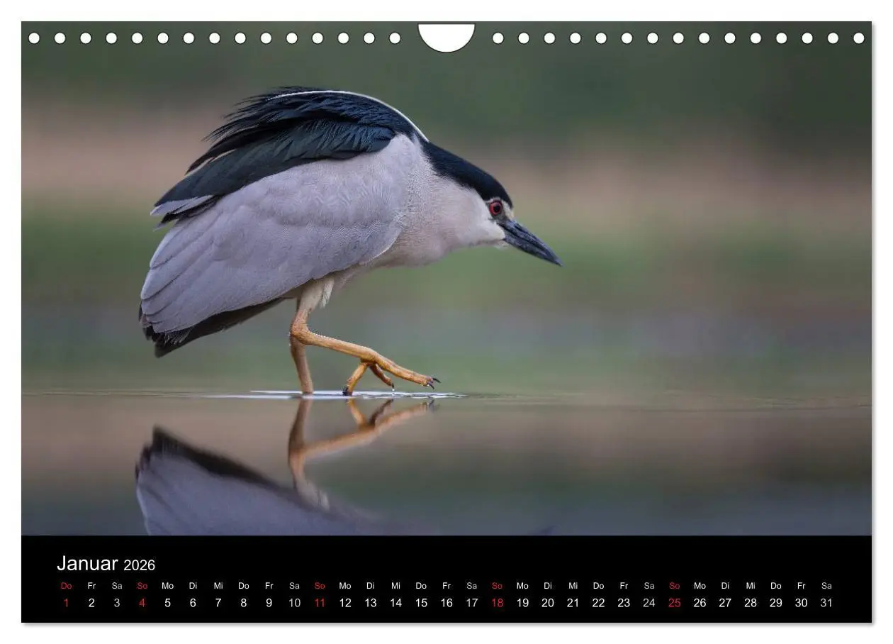 Bild: 9783516019520 | Reiher - Der Tanz auf dem Wasser (Wandkalender 2026 DIN A4 quer),...