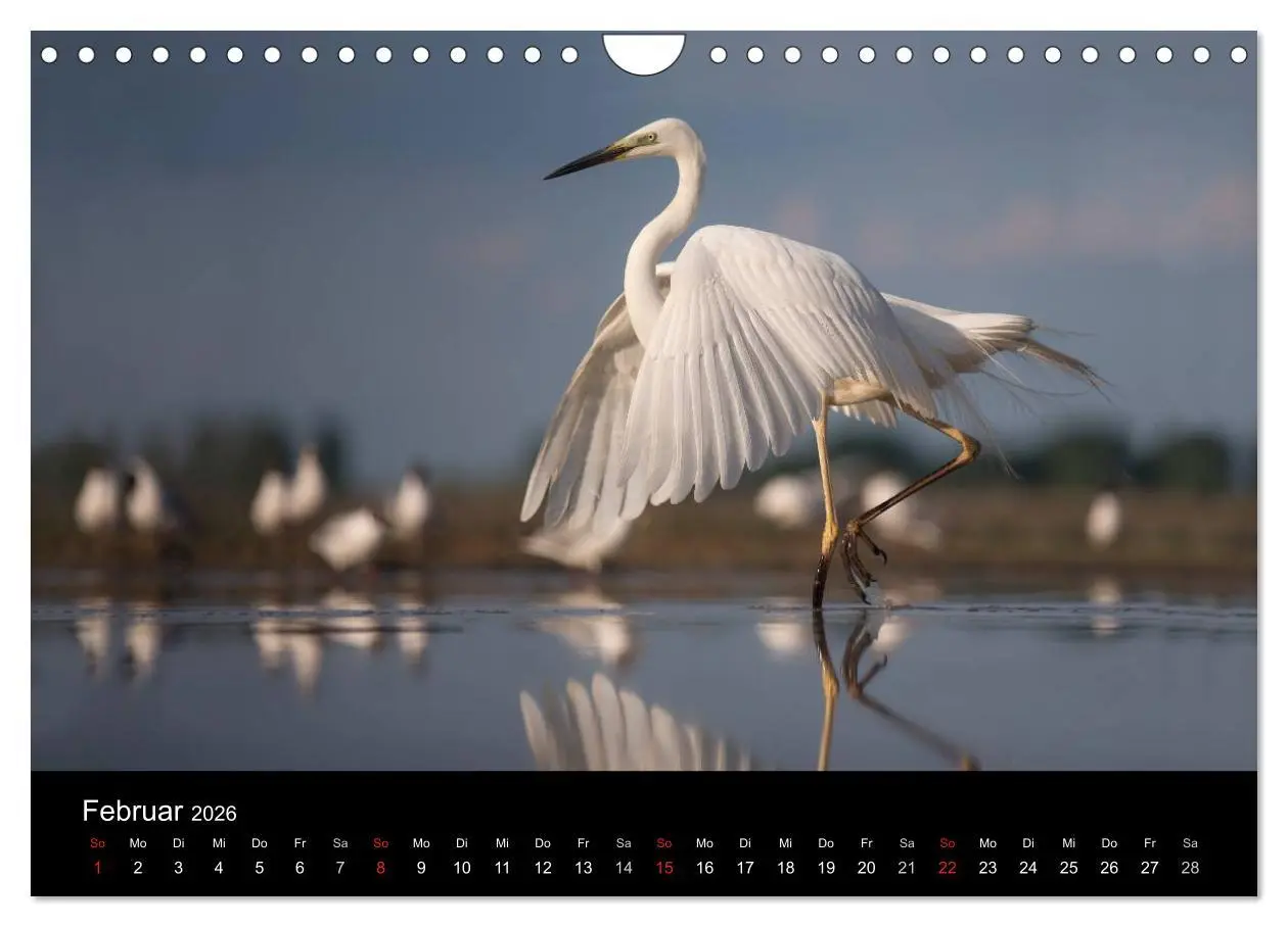 Bild: 9783516019520 | Reiher - Der Tanz auf dem Wasser (Wandkalender 2026 DIN A4 quer),...