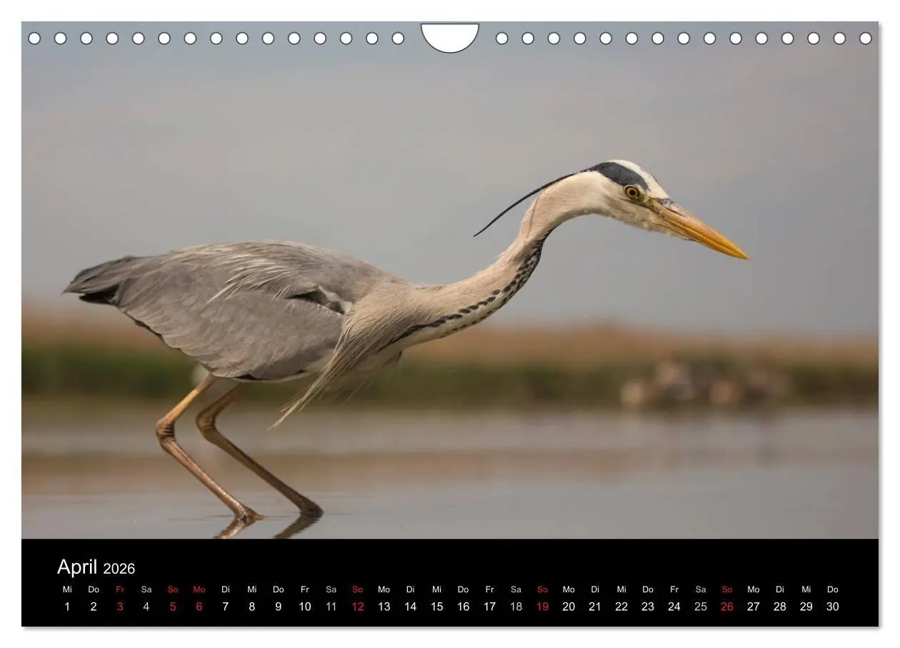 Bild: 9783516019520 | Reiher - Der Tanz auf dem Wasser (Wandkalender 2026 DIN A4 quer),...