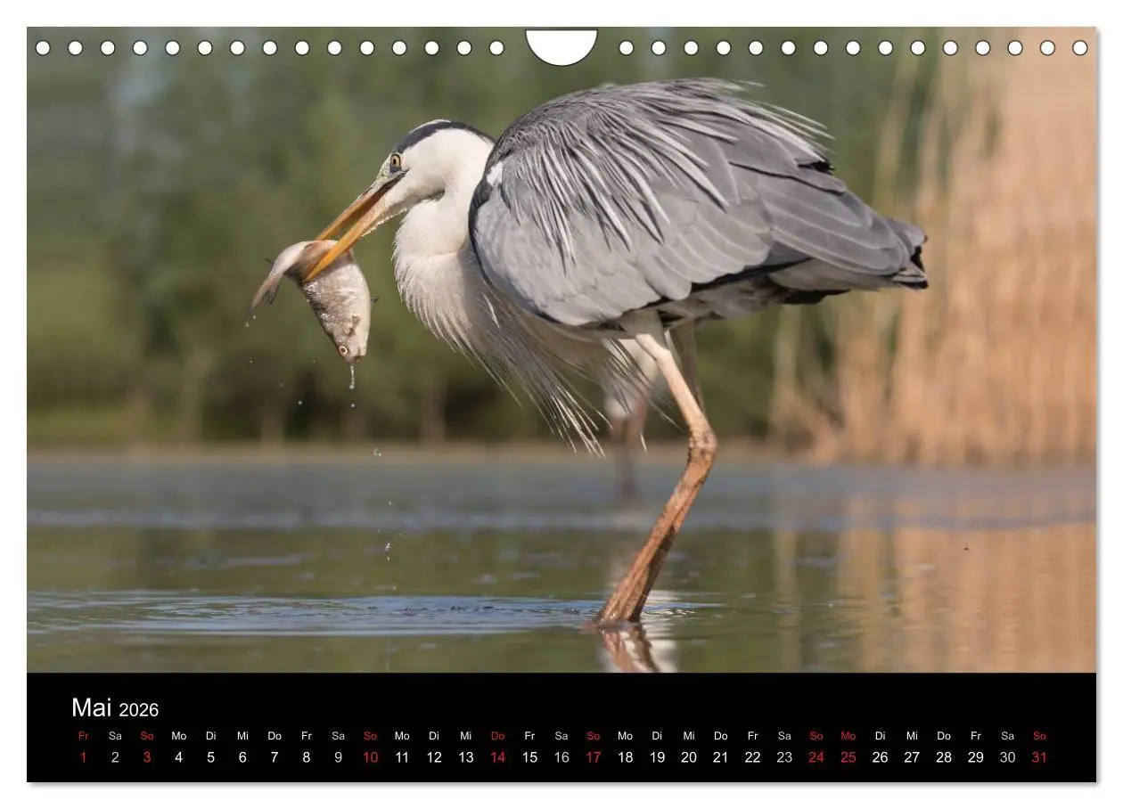 Bild: 9783516019520 | Reiher - Der Tanz auf dem Wasser (Wandkalender 2026 DIN A4 quer),...