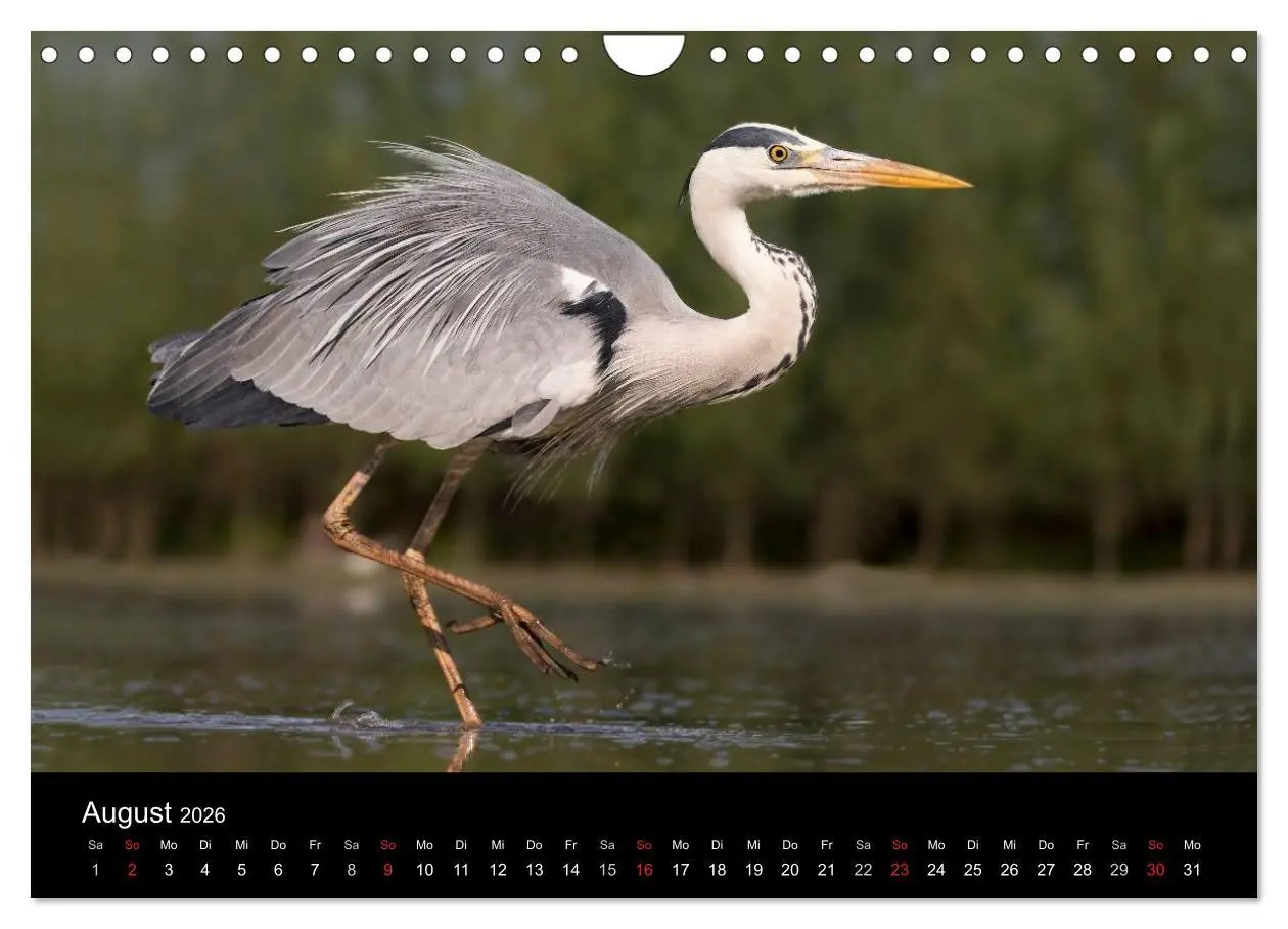 Bild: 9783516019520 | Reiher - Der Tanz auf dem Wasser (Wandkalender 2026 DIN A4 quer),...