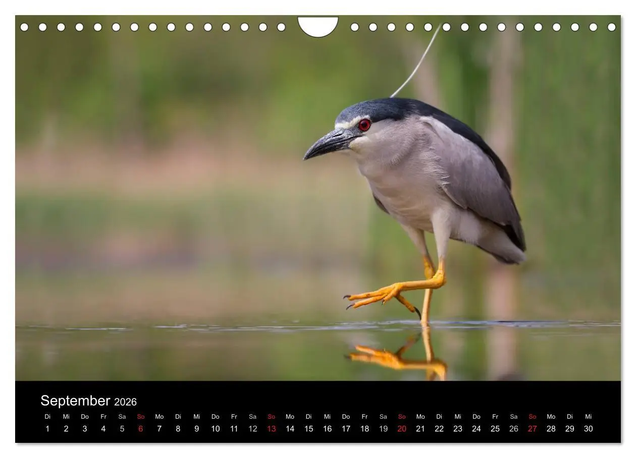 Bild: 9783516019520 | Reiher - Der Tanz auf dem Wasser (Wandkalender 2026 DIN A4 quer),...