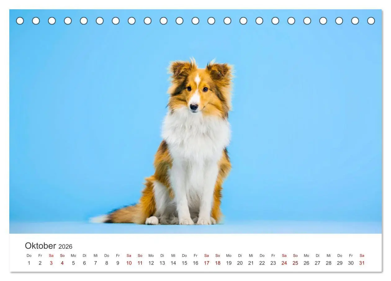 Bild: 9783457539620 | Shelties - Die zuckersüßen Vierbeiner. (Tischkalender 2026 DIN A5...