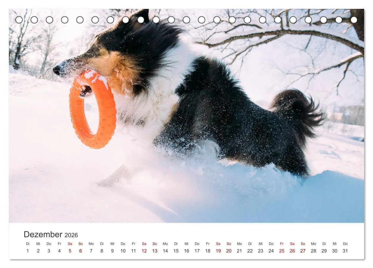 Bild: 9783457539620 | Shelties - Die zuckersüßen Vierbeiner. (Tischkalender 2026 DIN A5...