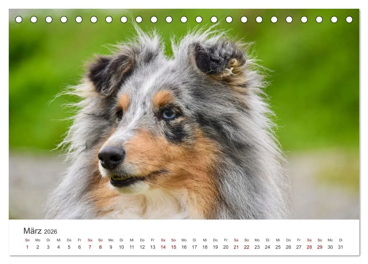 Bild: 9783457539620 | Shelties - Die zuckersüßen Vierbeiner. (Tischkalender 2026 DIN A5...