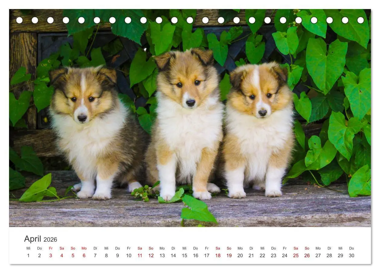 Bild: 9783457539620 | Shelties - Die zuckersüßen Vierbeiner. (Tischkalender 2026 DIN A5...