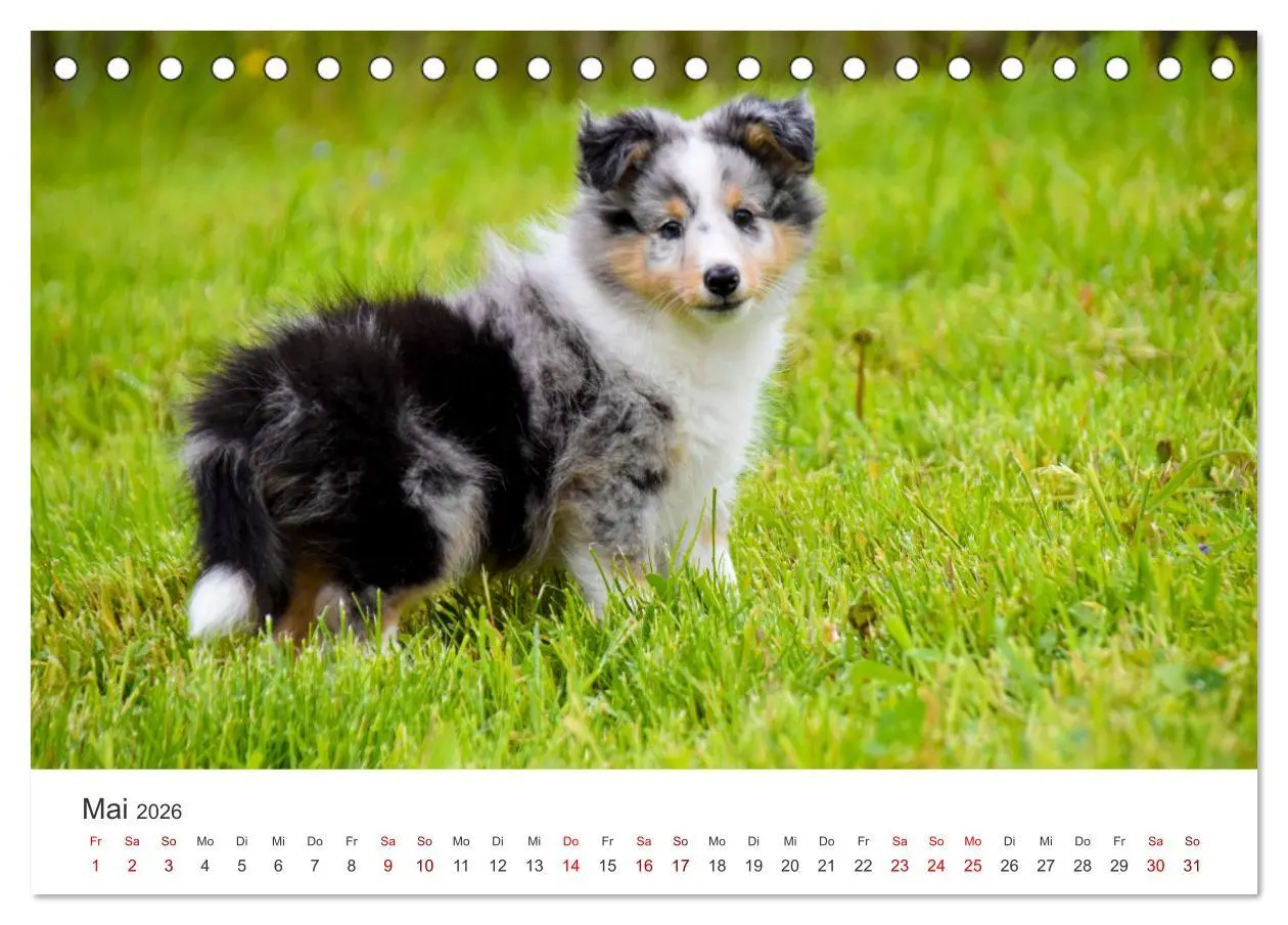 Bild: 9783457539620 | Shelties - Die zuckersüßen Vierbeiner. (Tischkalender 2026 DIN A5...