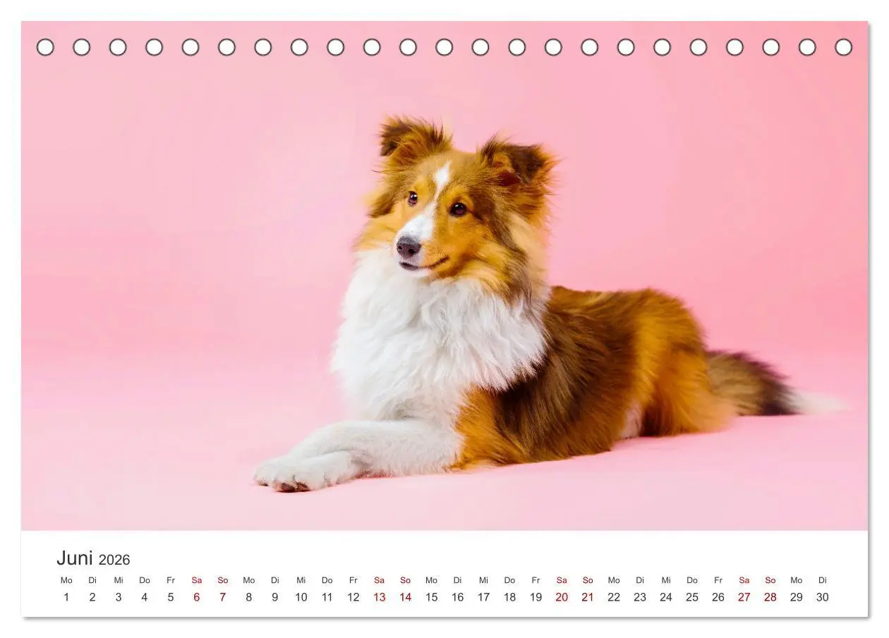 Bild: 9783457539620 | Shelties - Die zuckersüßen Vierbeiner. (Tischkalender 2026 DIN A5...