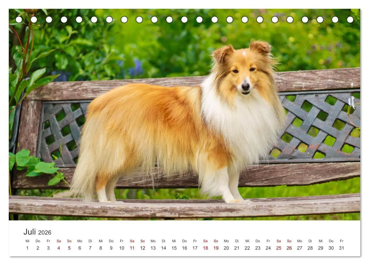 Bild: 9783457539620 | Shelties - Die zuckersüßen Vierbeiner. (Tischkalender 2026 DIN A5...