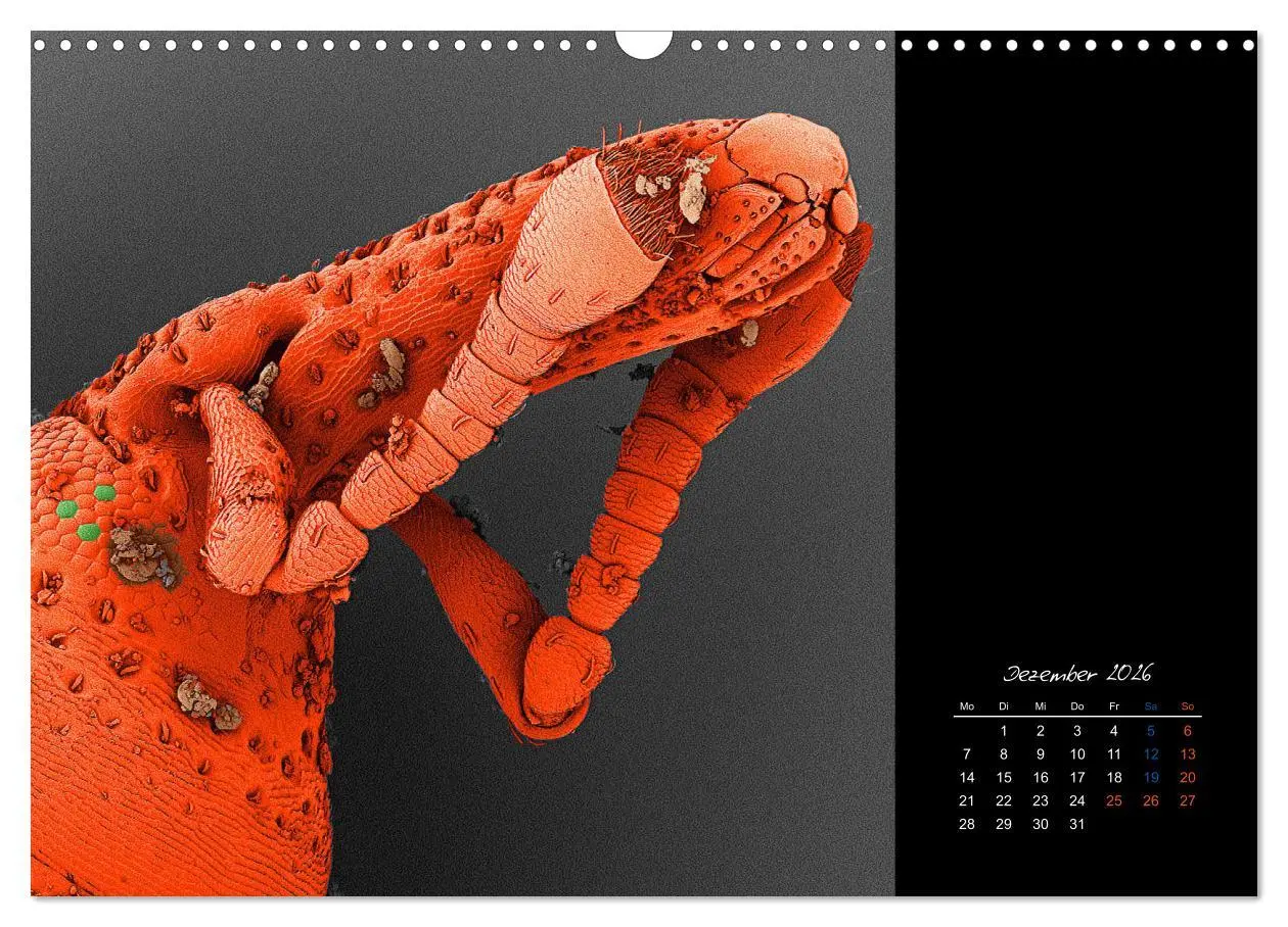 Bild: 9783457839720 | strucTEMs Mikrowelt - Winzige Nachbarn ganz groß (Wandkalender 2026...