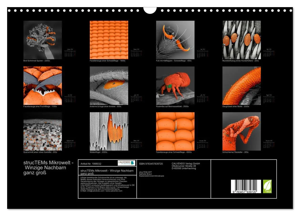 Bild: 9783457839720 | strucTEMs Mikrowelt - Winzige Nachbarn ganz groß (Wandkalender 2026...