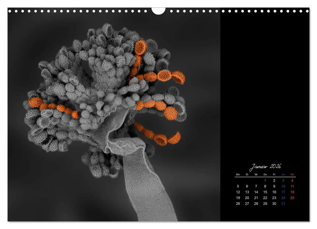Bild: 9783457839720 | strucTEMs Mikrowelt - Winzige Nachbarn ganz groß (Wandkalender 2026...