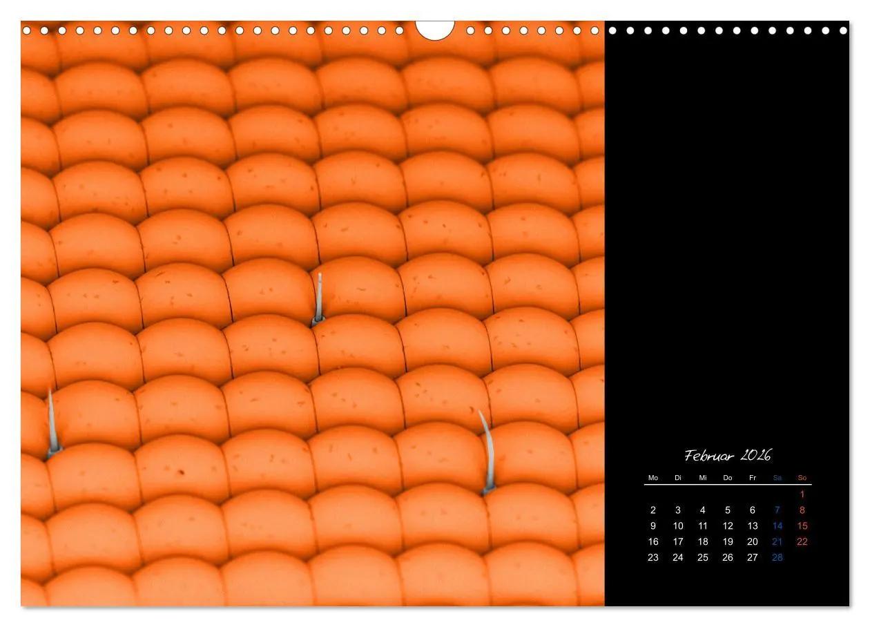 Bild: 9783457839720 | strucTEMs Mikrowelt - Winzige Nachbarn ganz groß (Wandkalender 2026...