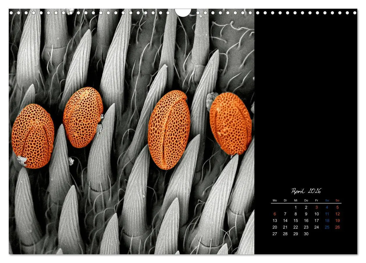 Bild: 9783457839720 | strucTEMs Mikrowelt - Winzige Nachbarn ganz groß (Wandkalender 2026...