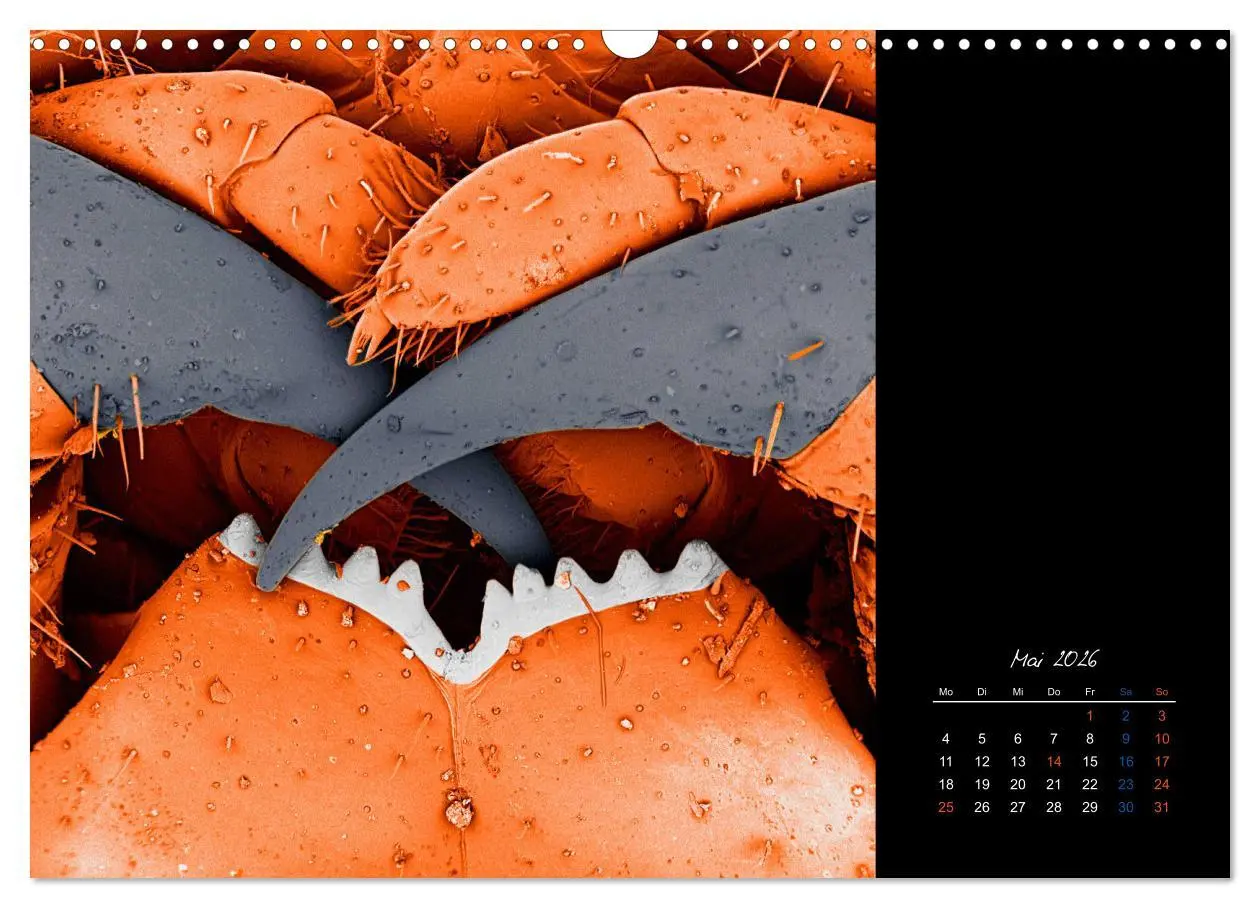 Bild: 9783457839720 | strucTEMs Mikrowelt - Winzige Nachbarn ganz groß (Wandkalender 2026...