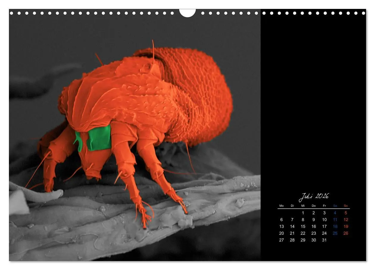 Bild: 9783457839720 | strucTEMs Mikrowelt - Winzige Nachbarn ganz groß (Wandkalender 2026...