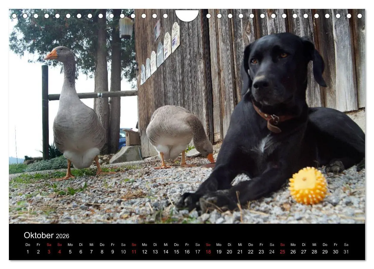 Bild: 9783516099720 | Der schwarze Hund und seine Freunde (Wandkalender 2026 DIN A4...