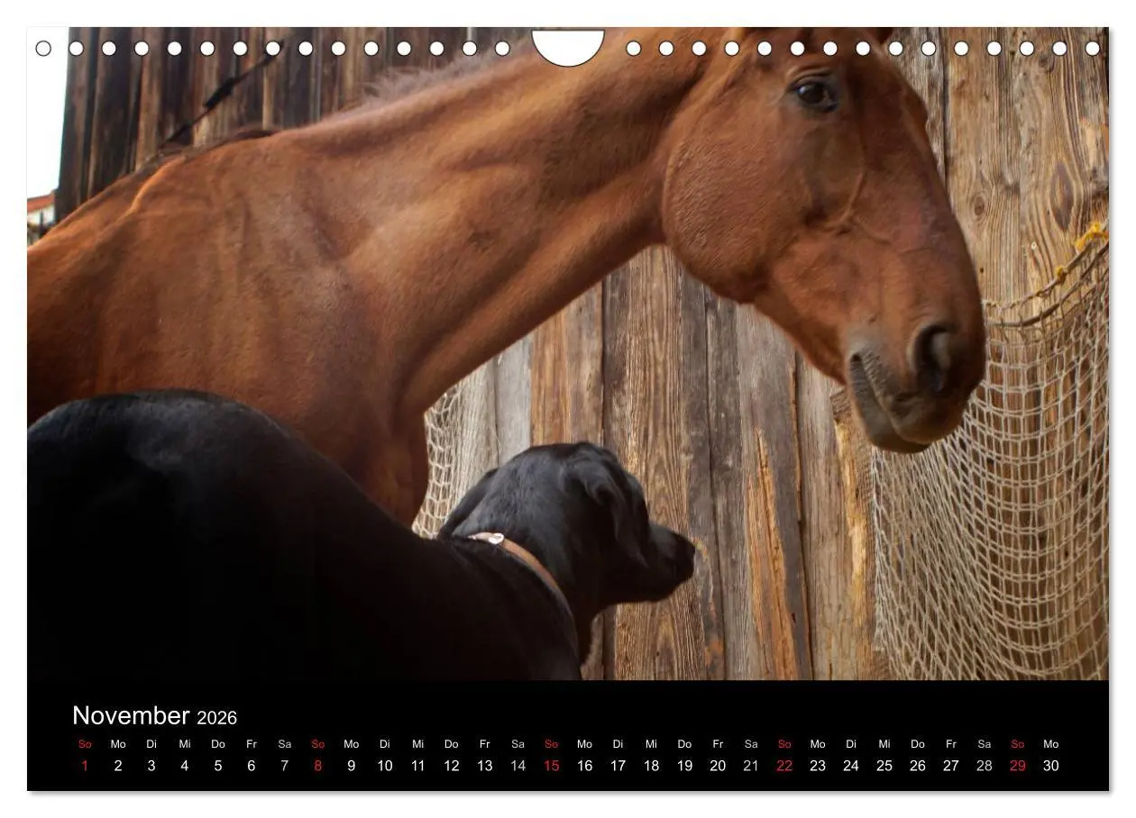 Bild: 9783516099720 | Der schwarze Hund und seine Freunde (Wandkalender 2026 DIN A4...