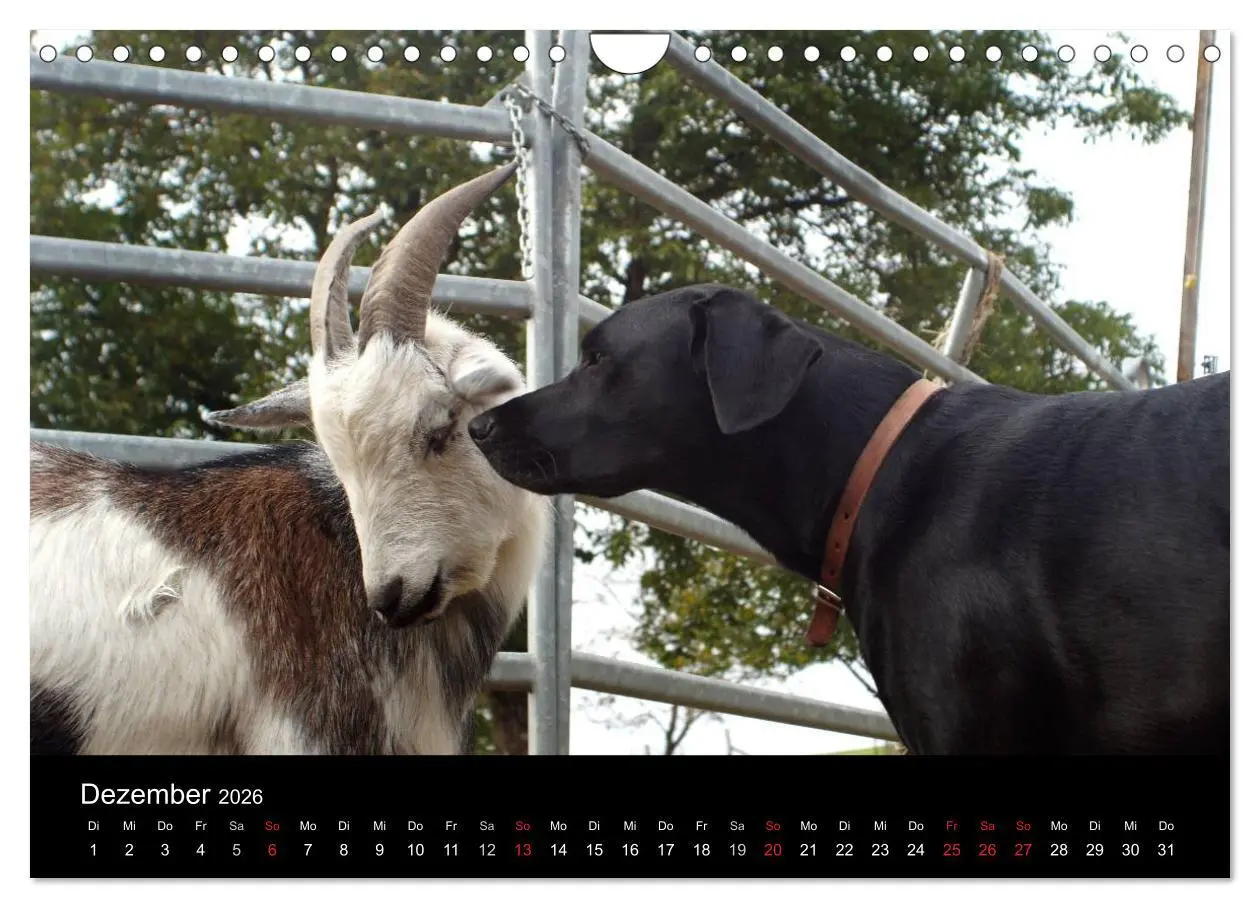Bild: 9783516099720 | Der schwarze Hund und seine Freunde (Wandkalender 2026 DIN A4...