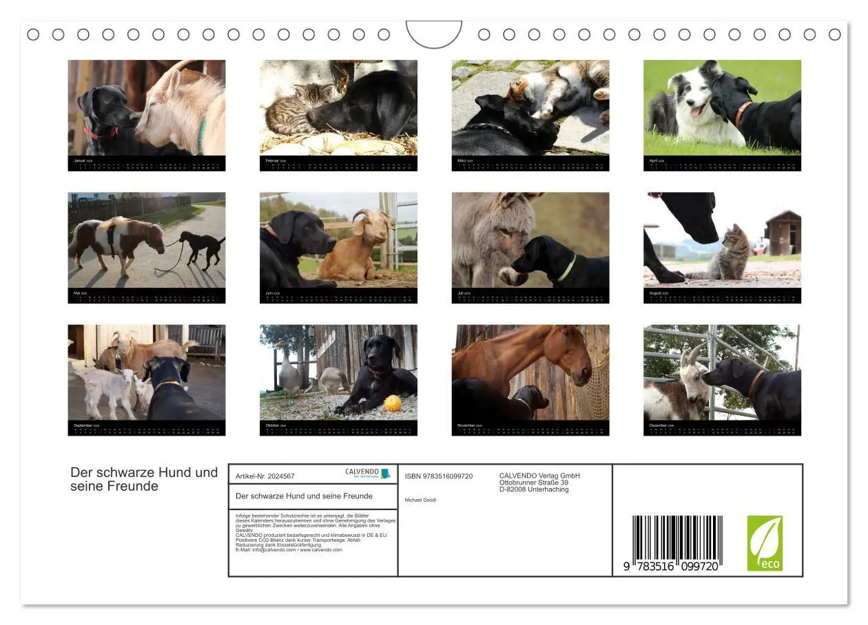 Bild: 9783516099720 | Der schwarze Hund und seine Freunde (Wandkalender 2026 DIN A4...