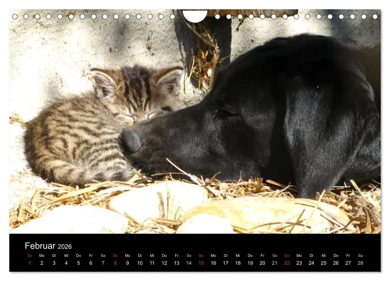 Bild: 9783516099720 | Der schwarze Hund und seine Freunde (Wandkalender 2026 DIN A4...