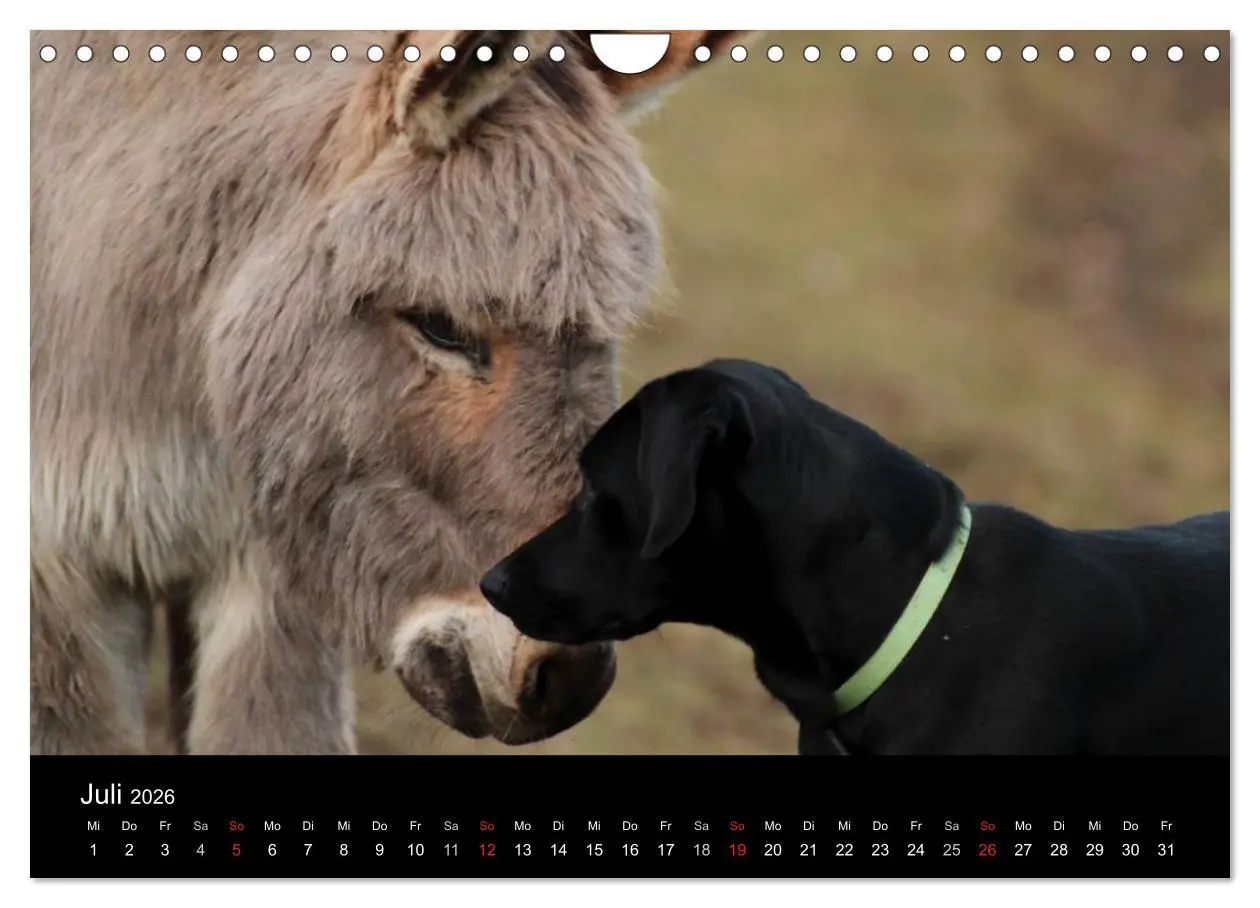 Bild: 9783516099720 | Der schwarze Hund und seine Freunde (Wandkalender 2026 DIN A4...