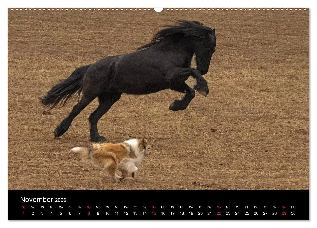 Bild: 9783457999820 | Ziva und ihre Freunde (hochwertiger Premium Wandkalender 2026 DIN...