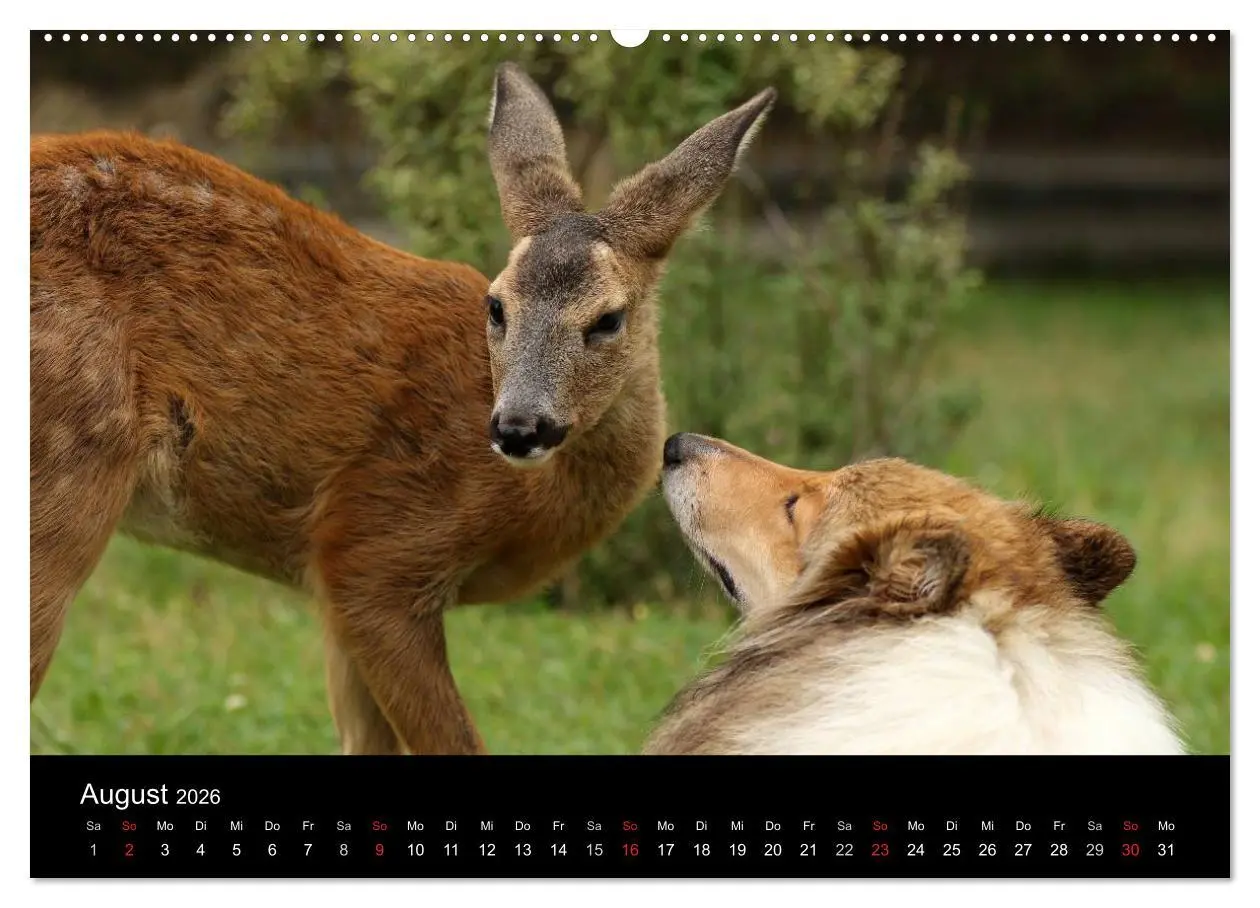 Bild: 9783457999820 | Ziva und ihre Freunde (hochwertiger Premium Wandkalender 2026 DIN...