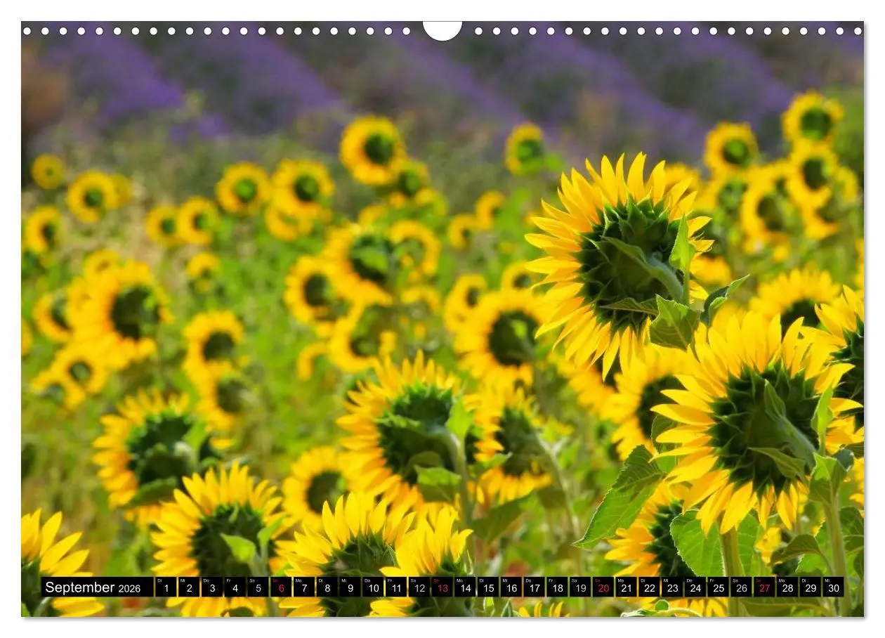 Bild: 9783516159820 | Provence (Wandkalender 2026 DIN A3 quer), CALVENDO Monatskalender