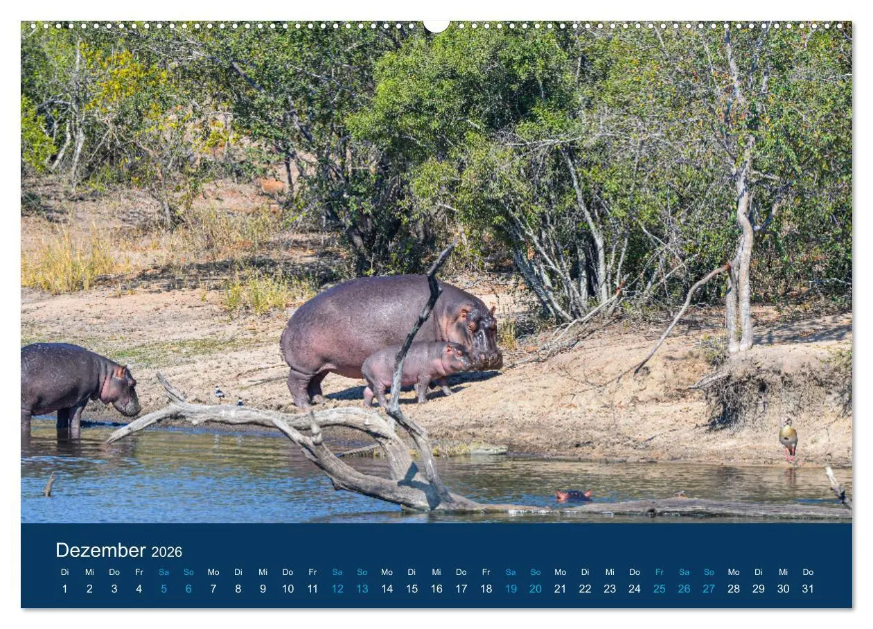 Bild: 9783457439920 | Nilpferde, Kolosse in Afrika (hochwertiger Premium Wandkalender...