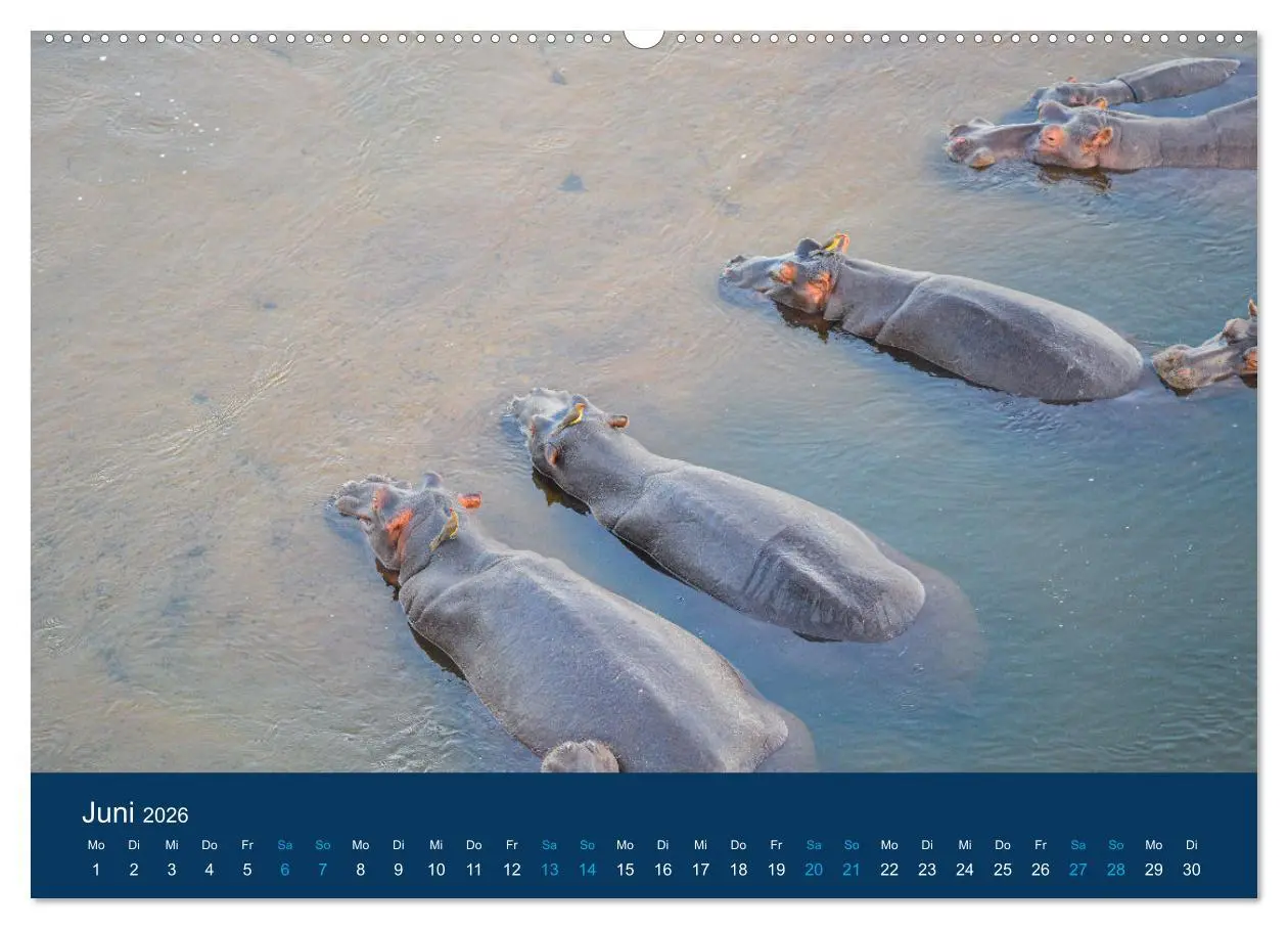 Bild: 9783457439920 | Nilpferde, Kolosse in Afrika (hochwertiger Premium Wandkalender...