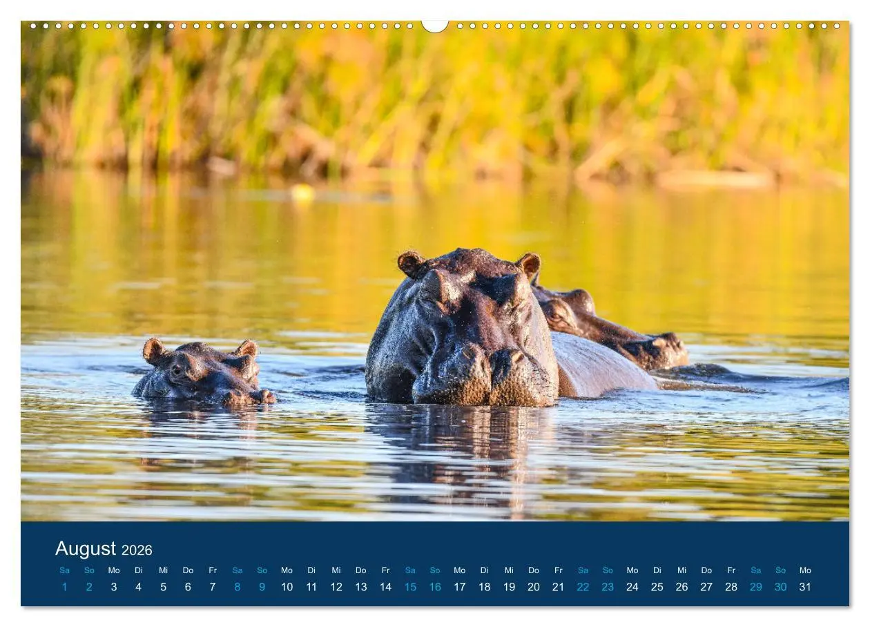 Bild: 9783457439920 | Nilpferde, Kolosse in Afrika (hochwertiger Premium Wandkalender...