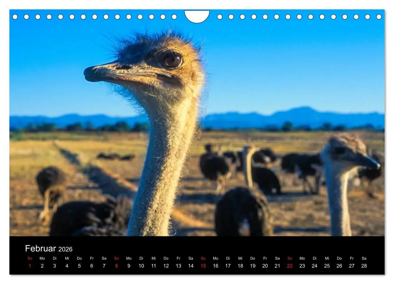 Bild: 9783516180121 | Kapstadt, Winelands und Garden Route (Wandkalender 2026 DIN A4...