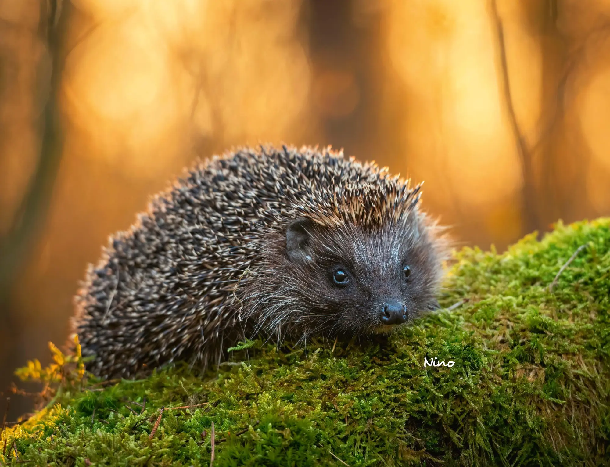 Bild: 9783690190121 | Kalender Igel 2026 Eintragkalender | Kalender | 14 S. | Deutsch | 2026