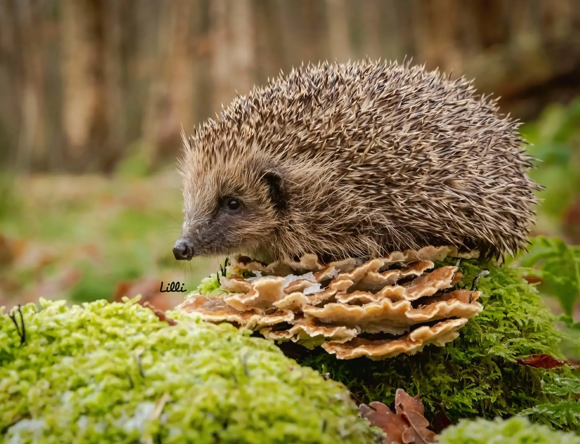 Bild: 9783690190121 | Kalender Igel 2026 Eintragkalender | Kalender | 14 S. | Deutsch | 2026